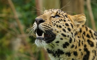 Картинка амурский леопард, леопард, взгляд, морда, кошка