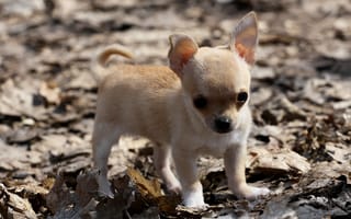 Картинка собака, листья, чихуахуа, щенок