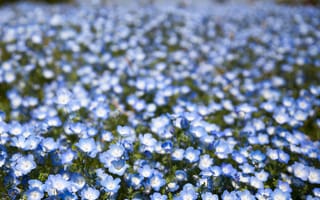 Картинка Немофила, боке, лепестки, голубые, поле, цветы, размытость
