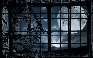 Картинка ночь, растение, птицы, вьюнок, окно, стая, луна, решётка