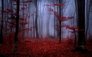 Картинка лес, бордовые, осень, ветки, природа, красные, листья, туман, деревья