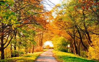 Картинка природа, perfect view, Autumn, scenery, деревья, road, опадающая, trees, пейзаж, листва, осень, дорога, landscape