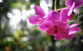Картинка Орхидея, лепестки, блики, размытость, макро, цветы, малиновые