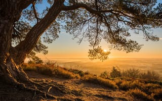Картинка восход, Greensand Ridge, дерево, Surrey, вид, холм Лейт-Хилл, Суррей, Leith Hill, Англия, England, утро, сосна, рассвет