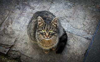 Картинка кошка, взгляд, Кот, зелёные глаза