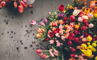 Картинка цветы, тюльпаны, разные, много