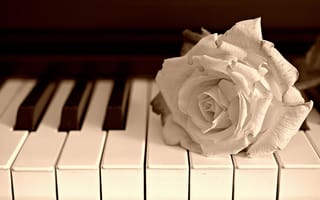 Картинка цветок, музыка, роза, пианино