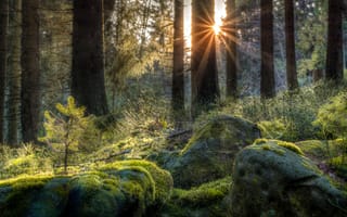 Картинка лес, камни, Германия, мох, лучи солнца, Schwarzwald, Baden-Württemberg