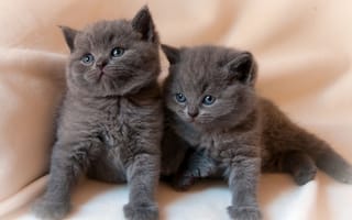Картинка двойняшки, котята, малыши