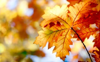 Картинка краски, осень, colors, bokeh, боке, leaves, autumn, природа, nature, 2560x1600, листья