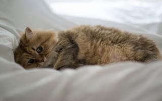 Картинка Daisy, кошка, Ben Torode, лежа, постель, Benjamin Torode