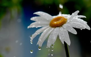 Картинка природа, ромашка, цветок, вода, дождь, капли