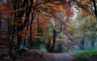 Картинка листва, осень, лес, деревья, природа, краски
