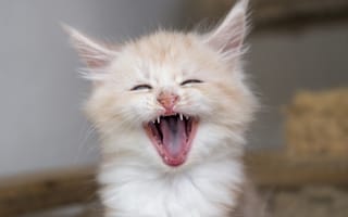 Картинка котёнок, Мейн-кун, мордочка, зевок, зевает