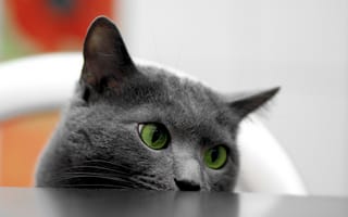 Картинка кошка, стол, глаза