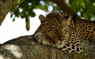 Картинка дикая кошка, морда, на дереве, лежит, отдых, хищник, леопард, наблюдение