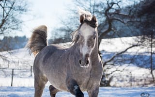 Картинка морда, конь, позирует, серый, лошадь, (с) OliverSeitz