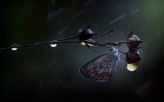 Картинка капли, дождь, бабочка, ветка, макро