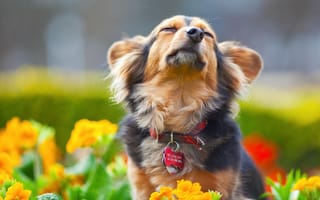 Картинка цветы, мордочка, пес, удовольствие, собака, ошейник