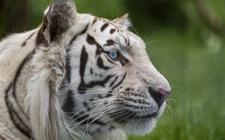 Картинка белый тигр, голубые глаза, ©Tambako The Jaguar, морда, кошка, взгляд