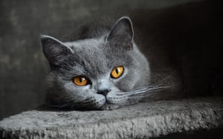 Картинка кошка, короткошерстная, взгляд, британская, серая, глаза, голубая