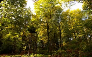 Картинка Германия, солнечный, лес, осень, день, деревья