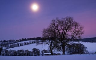 Картинка снег, ночь, небо, деревья, холм, луна, Зима, фиолетовое