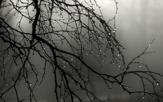 Картинка ветви, дождь, туман, капли