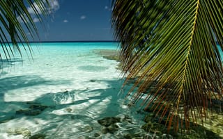 Картинка пальмы, небо, листва, море, индийский океан, Южный Мале, Kaafu, природа, вода, прозрачность, мальдивы