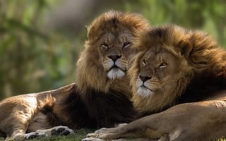 Картинка братья, львы, пара, цари