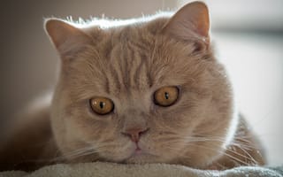 Картинка кот, взгляд, Британская короткошёрстная кошка, котэ, мордочка