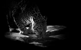Картинка ягуар, животное, водопой, вода, чёрный фон, хищник, камни