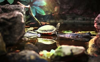 Картинка животное, Черепашка, черепаха, магия, мило, zoo, пруд, зоопарк, вода, красота