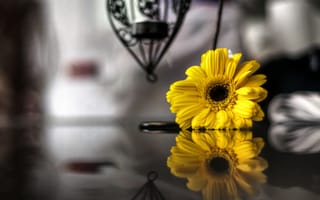 Картинка цветы, желтый, черно-белый, отражение, размытость, боке, цветочки