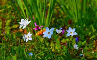 Картинка Spring, Цветочки, Весна, Flowers