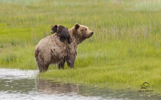 Картинка Lake Clark National Park, Аляска, медведи, медвежонок, медведица, луг, Alaska, вода