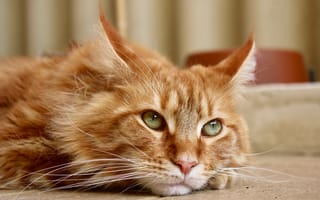 Картинка кот, взгляд, кот рыжий, Мейн-кун