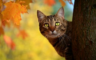 Картинка Кошка, Осень, Fall, Cat, Autumn