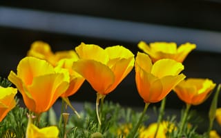 Картинка Калифорнийский мак, Spring, Yellow poppies, Эшшольция, Весна