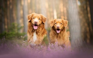 Картинка боке, две собаки, пара, Новошотландский ретривер, собаки, вереск, лес