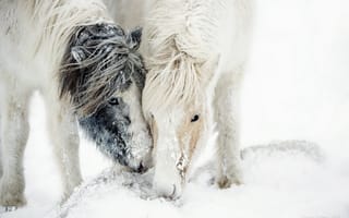 Картинка кони, природа, снег