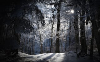 Картинка солнце, снег, природа, зима, лес