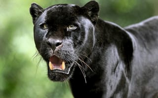 Картинка Ягуар, Чёрная пантера, морда, клыки, взгляд, дикая кошка