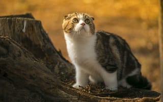 Картинка пенек, кошка, природа, шотландская вислоухая, взгляд