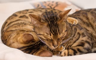 Картинка бенгальские коты, обнимаются, окрас, греюся, спят