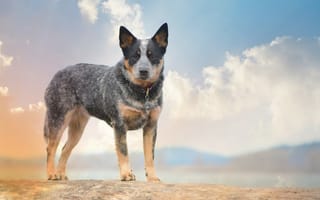 Картинка собака, взгляд, друг, Australian Cattle Dogs