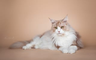 Картинка портрет, кот, кошка, Мейн-кун, фотосессия, взгляд
