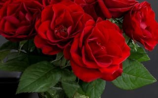 Картинка розы, ваза, букет, красные