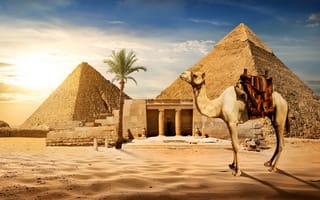Картинка Cairo, верблюд, пустыня, пирамиды, солнце, небо, Египет, пальма, камни, песок