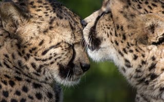 Картинка гепарды, дикие кошки, ласка, пара, хищники, забота, дружба, любовь